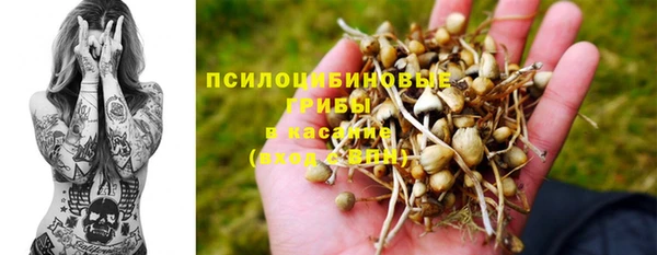 сатива Ростов